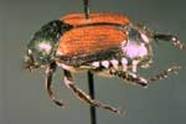 Japanese Beetle (Popillia japonica)
